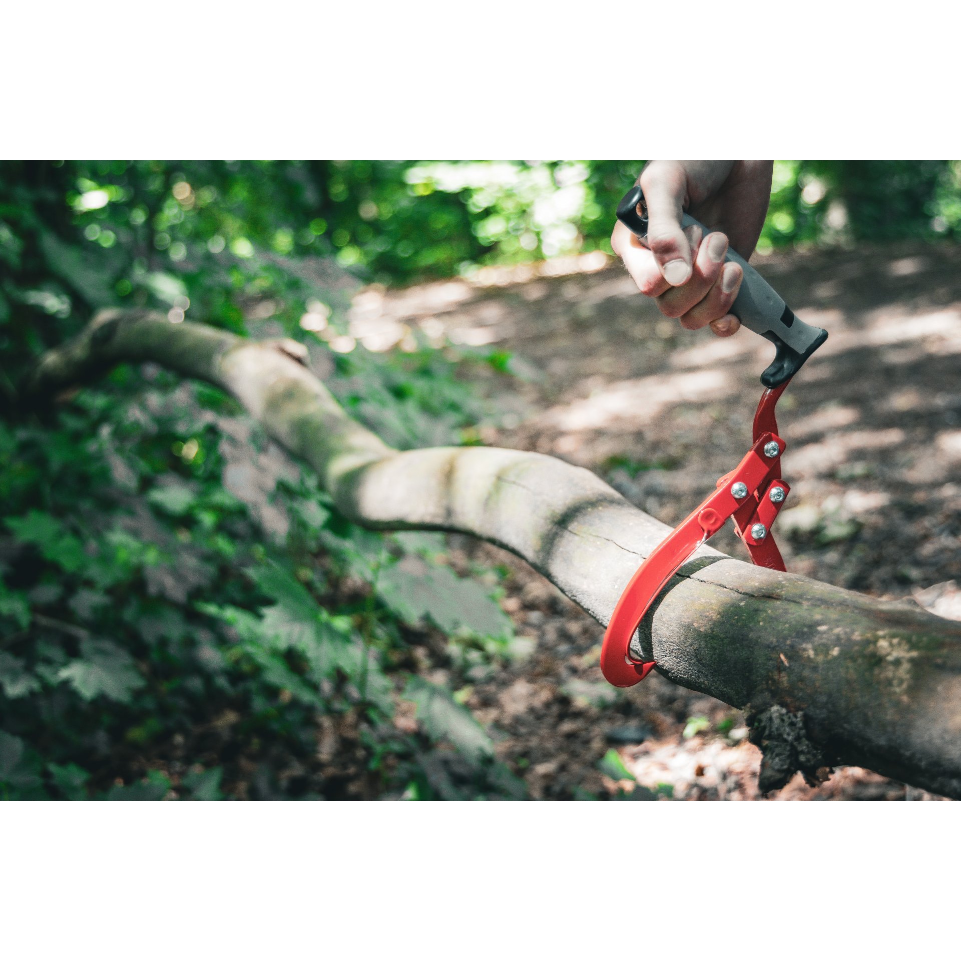 Pflanze, Baum, Drinnen, Innenarchitektur